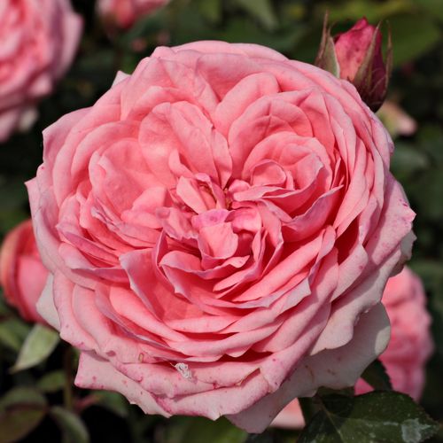 E-commerce, vendita, rose, in, vaso rose floribunde - rosa - Rosa Kimono - rosa mediamente profumata - De Ruiter Innovations BV. - ,-